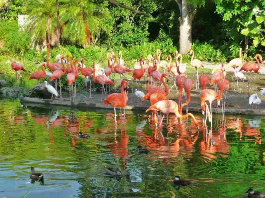 Amazing & Cozy Duplex Near Zoo Miami !ヴィラ エクステリア 写真