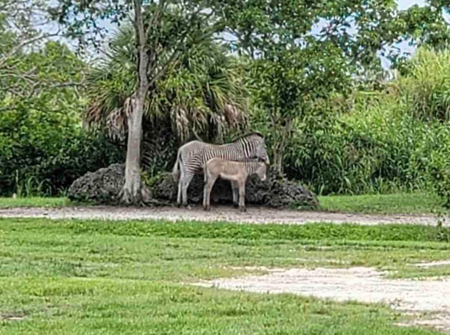 Amazing & Cozy Duplex Near Zoo Miami !ヴィラ エクステリア 写真