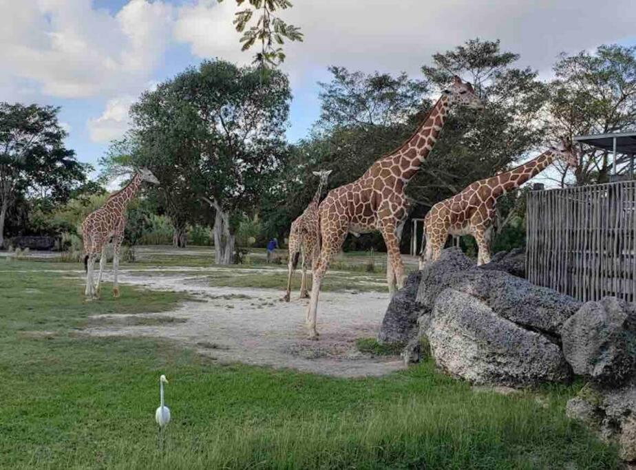 Amazing & Cozy Duplex Near Zoo Miami !ヴィラ エクステリア 写真